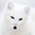 white.fox фотография